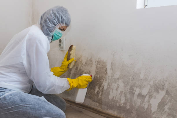 Best Mold Removal for HVAC Installations  in Ainaloa, HI