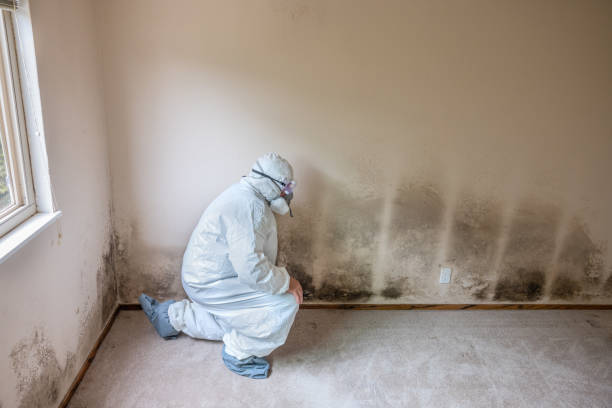 Mold Remediation for Rental Properties in Ainaloa, HI